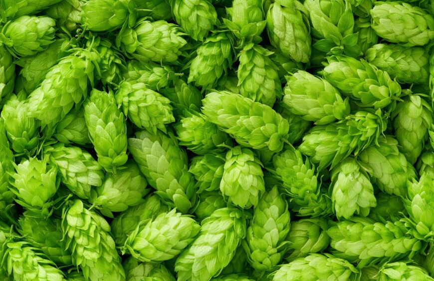 shutterstock_788280586-1-scaled